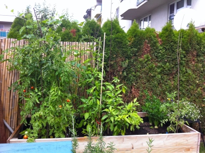 Current view of the raised bed. Celery is happy, tomatoes not so much, and the sweet peppers and chilies seem to be on their last leg.