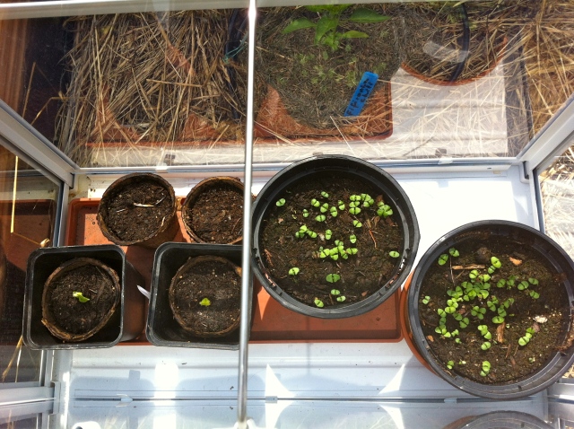 I'd been flirting with starting seedlings but the apartment isn't conducive  to such an undertaking (too warm, not enough consistent light), so I was really excited to snag this glasshouse (on sale, nonetheless!) and try my hand at self-starting seeds.  Left to right, top to bottom in the small pots is a 'Green Tiger' tomato (seeds saved from last year), Celery, and two Okras.  The large pots contain Basil started from seed - given that they die each winter; it saves a penny to be able to start them myself.