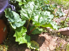 All my worries about Rhubarb were for naught. Now I've just got to keep Hubs from harvesting them this year, lol.