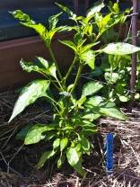 Although happy to see the bloom, I'm concerned whether the chili plant is thick/tall enough to support the fruit.
