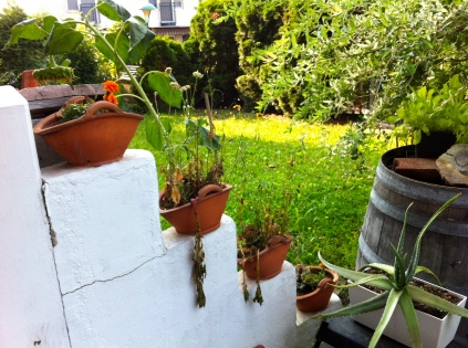 These clay pots in full sun are a death sentence to any plant - considering cacti for next year.