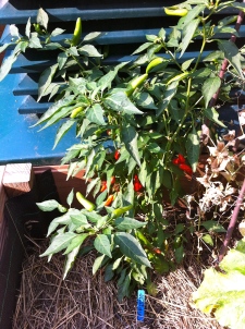 So many peppers!
