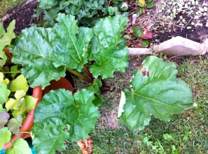 The rhubarb has more leaves than I've ever seen at one time.