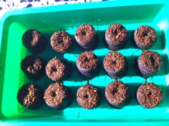 The pellets after soaking in water for about 10 minutes. The light crumbly nature allows the young seedlings to easily send out roots and shoots. When ready to transplant, the entire pellet will be planted to avoid disturbing the roots.
