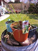 and Lemongrass - gotta keep this away from the cats...seems they love this stuff!