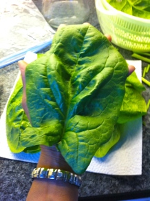 Spinach harvest is ridic this year!