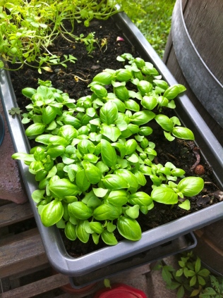 Basil's coming along pretty well.